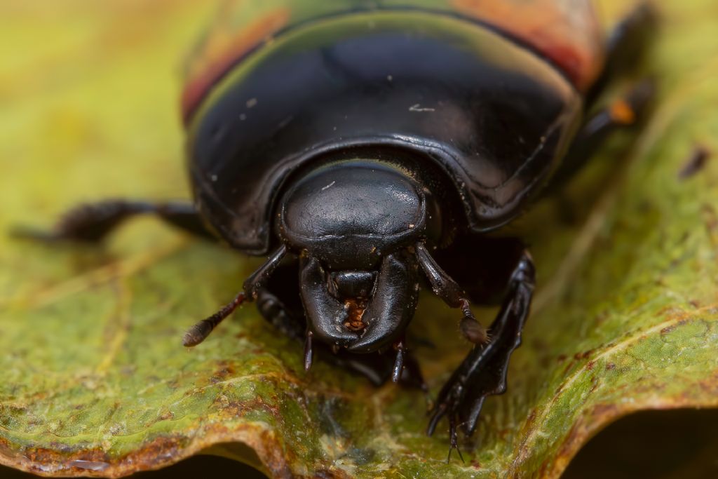 Histeridae - Hister quadrimaculatus